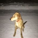 Подробнее об объявлении «Талица Пропала собака кобель» Фото: пропала собака  «Талица Пропала собака кобель» в г. Талица