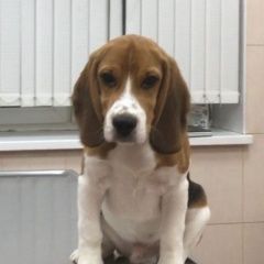 Подробнее об объявлении «Пропала собака кобель щенок бигля в новогоднюю ночь. Кокошкино» Фото: пропала собака Бигль «Пропала собака кобель щенок бигля в новогоднюю...» в г. Кокошкино