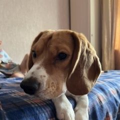 Подробнее об объявлении «Ноябрьск Пропала собака биль девочка» Фото: пропала собака Бигль «Ноябрьск Пропала собака биль девочка» в г. Ноябрьск