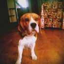 Подробнее об объявлении «Белгород Пропала собака кобель» Фото: пропала собака Бигль «Белгород Пропала собака кобель» в г. Белгород