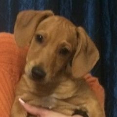 Подробнее об объявлении «Пропала собака кобель район курцов Симферополь» Фото: пропала собака Такса «Пропала собака кобель район курцов Симферополь» в г. Симферополь