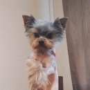 Подробнее об объявлении «Пропала собака кобель мини йорк. Реутов» Фото: пропала собака Йоркширский терьер «Пропала собака кобель мини йорк. Реутов» в г. Реутов