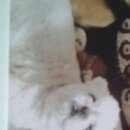 Подробнее об объявлении «Черногорск Пропала собака кобель» Фото: пропала собака  «Черногорск Пропала собака кобель» в г. Черногорск