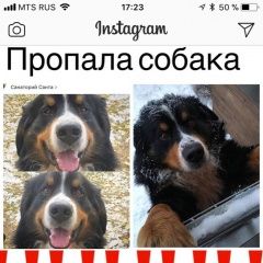 Подробнее об объявлении «Казань Пропала собака кобель» Фото: пропала собака Бернская горная пастушья собака «Казань Пропала собака кобель» в г. Казань