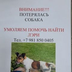 Подробнее об объявлении «Пропала собака рощино Санкт-Петербург» Фото: пропала собака  «Пропала собака рощино Санкт-Петербург» в г. Санкт-Петербург