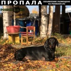 Подробнее об объявлении «Сургут Пропала собака» Фото: пропала собака Такса «Сургут Пропала собака» в г. Сургут