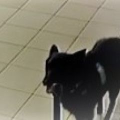 Подробнее об объявлении «Пропала собака кобель лайка, кобель, окрас темный, хромает Самара» Фото: пропала собака  «Пропала собака кобель лайка, кобель, окрас...» в г. Самара