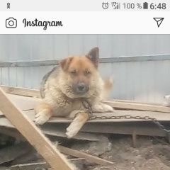 Подробнее об объявлении «Пропала собака кобель Хабаровск» Фото: пропала собака Немецкая овчарка «Пропала собака кобель Хабаровск» в г. Хабаровск