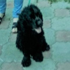 Подробнее об объявлении «Омск Пропала собака кобель поиск спаниеля - самец» Фото: пропала собака Американский кокер-спаниель «Омск Пропала собака кобель поиск спаниеля - самец» в г. Омск