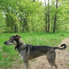 Подробнее об объявлении «Подольск Пропала собака» Фото: пропала собака  «Подольск Пропала собака» в г. Подольск