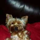 Подробнее об объявлении «Пропала собака Самара» Фото: пропала собака Йоркширский терьер «Пропала собака Самара» в г. Самара