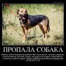 Подробнее об объявлении «Чехов Пропала собака кобель может быть уже, где угодно помогите» Фото: пропала собака  «Чехов Пропала собака кобель может быть уже, где...» в г. Чехов