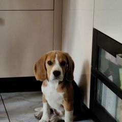 Подробнее об объявлении «Пропала собака щенок 4мес, юао, чертаново Москва» Фото: пропала собака Бигль «Пропала собака щенок 4мес, юао, чертаново Москва» в г. Москва