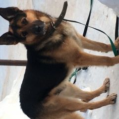 Подробнее об объявлении «Пропала собака кобель Чехов» Фото: пропала собака Немецкая овчарка «Пропала собака кобель Чехов» в г. Чехов
