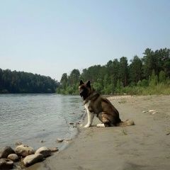 Подробнее об объявлении «Ангарск Пропала собака кобель американская акита кобель 4 года» Фото: пропала собака  «Ангарск Пропала собака кобель американская...» в г. Ангарск