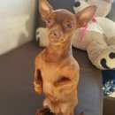 Подробнее об объявлении «Челябинск Пропала собака» Фото: пропала собака Той-терьер «Челябинск Пропала собака» в г. Челябинск