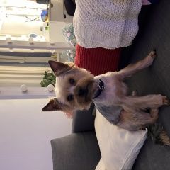 Подробнее об объявлении «Пропала собака кобель йоркширский терьер Санкт-Петербург» Фото: пропала собака Йоркширский терьер «Пропала собака кобель йоркширский терьер...» в г. Санкт-Петербург