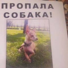 Подробнее об объявлении «Краснодар Пропала собака кобель той терьер» Фото: пропала собака Русский той-терьер «Краснодар Пропала собака кобель той терьер» в г. Краснодар