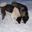 Подробнее об объявлении «Санкт-Петербург Пропала собака американские акиты (как большая лайка)» Фото: пропала собака Акита-ину «Санкт-Петербург Пропала собака американские...» в г. Санкт-Петербург