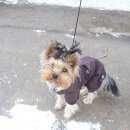 Подробнее об объявлении «Пропала собака кобель Геленджик» Фото: пропала собака Йоркширский терьер «Пропала собака кобель Геленджик» в г. Геленджик