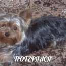 Подробнее об объявлении «Пропала собака кобель мини йоркширский терьер Зеленоград» Фото: пропала собака Йоркширский терьер «Пропала собака кобель мини йоркширский терьер...» в г. Зеленоград