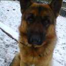 Подробнее об объявлении «Анапа Пропала собака кобель» Фото: пропала собака Немецкая овчарка «Анапа Пропала собака кобель» в г. Анапа