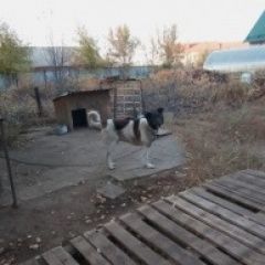 Подробнее об объявлении «Оренбург Пропала собака кобель по кличке бим» Фото: пропала собака  «Оренбург Пропала собака кобель по кличке бим» в г. Оренбург