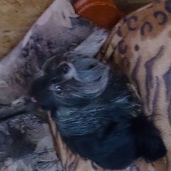 Подробнее об объявлении «Пропала собака Санкт-Петербург» Фото: пропала собака Русский той-терьер «Пропала собака Санкт-Петербург» в г. Санкт-Петербург