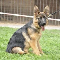 Подробнее об объявлении «Пятигорск Пропала собака кобель в е» Фото: пропала собака Немецкая овчарка «Пятигорск Пропала собака кобель в е» в г. Пятигорск