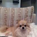 Подробнее об объявлении «Пропала собака кобель чихуахуа Кемерово» Фото: пропала собака Чихуахуа «Пропала собака кобель чихуахуа Кемерово» в г. Кемерово