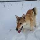 Подробнее об объявлении «Иваново Пропала собака западно-сибирская лайка» Фото: пропала собака  «Иваново Пропала собака западно-сибирская лайка» в г. Иваново