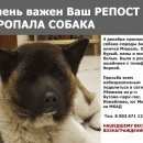 Подробнее об объявлении «Пропала собака акита, сука, 1 год, Москва» Фото: пропала собака Акита-ину «Пропала собака акита, сука, 1 год, Москва» в г. Москва