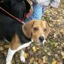 Подробнее об объявлении «Пропала собака кобель Дмитров» Фото: пропала собака Бигль «Пропала собака кобель Дмитров» в г. Дмитров