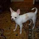 Подробнее об объявлении «Самара Пропала собака кобель чихуахуа щенок» Фото: пропала собака Чихуахуа «Самара Пропала собака кобель чихуахуа щенок» в г. Самара