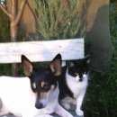 Подробнее об объявлении «Белгород Пропала собака помогите найти собаку» Фото: пропала собака  «Белгород Пропала собака помогите найти собаку» в г. Белгород