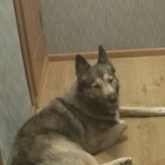 Подробнее об объявлении «Пропала собака кобель Кострома» Фото: пропала собака  «Пропала собака кобель Кострома» в г. Кострома