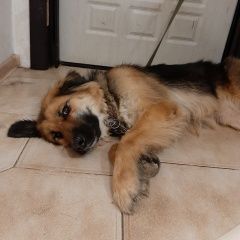 Подробнее об объявлении «Электроугли Пропала собака метис, девочка» Фото: пропала собака  «Электроугли Пропала собака метис, девочка» в г. Электроугли