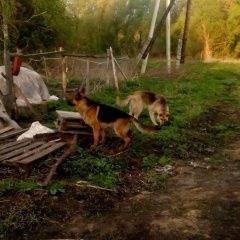 Подробнее об объявлении «Пропала собака кобель две овчарки Орел» Фото: пропала собака Немецкая овчарка «Пропала собака кобель две овчарки Орел» в г. Орел