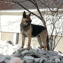 Подробнее об объявлении «Подольск Пропала собака кобель» Фото: пропала собака Немецкая овчарка «Подольск Пропала собака кобель» в г. Подольск