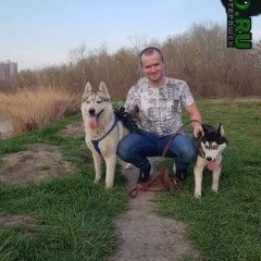 Подробнее об объявлении «Краснодар Пропала собака кобель» Фото: пропала собака Сибирская хаски «Краснодар Пропала собака кобель» в г. Краснодар