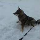 Подробнее об объявлении «Нижний Новгород Пропала собака кобель лайка. серо-черного цвета» Фото: пропала собака  «Нижний Новгород Пропала собака кобель лайка....» в г. Нижний Новгород