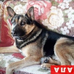 Подробнее об объявлении «Нижневартовск Пропала собака кобель» Фото: пропала собака Восточно-европейская овчарка «Нижневартовск Пропала собака кобель» в г. Нижневартовск
