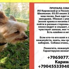 Подробнее об объявлении «Пропала собака кобель Кировск» Фото: пропала собака Йоркширский терьер «Пропала собака кобель Кировск» в г. Кировск