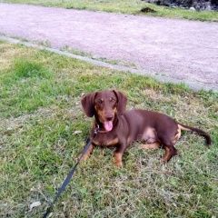 Подробнее об объявлении «Пропала собака кобель такса Санкт-Петербург» Фото: пропала собака Такса «Пропала собака кобель такса Санкт-Петербург» в г. Санкт-Петербург