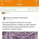 Подробнее об объявлении «Ульяновск Пропала собака кобель» Фото: пропала собака Шар-пей «Ульяновск Пропала собака кобель» в г. Ульяновск
