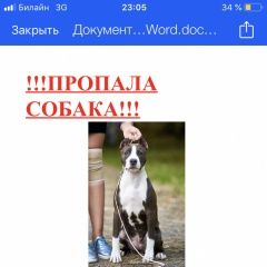 Подробнее об объявлении «Иркутск Пропала собака стафф» Фото: пропала собака Стаффордширский бультерьер «Иркутск Пропала собака стафф» в г. Иркутск