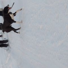 Подробнее об объявлении «Пропала собака Вырица» Фото: пропала собака  «Пропала собака Вырица» в г. Вырица