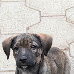 Подробнее об объявлении «Астрахань Пропала собака щенок 3-4 месяца» Фото: пропала собака  «Астрахань Пропала собака щенок 3-4 месяца» в г. Астрахань