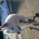 Подробнее об объявлении «Белгород Пропала собака» Фото: пропала собака  «Белгород Пропала собака» в г. Белгород