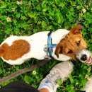 Подробнее об объявлении «Пропала собака кобель 26.09.2016 Санкт-Петербург» Фото: пропала собака Джек рассел терьер «Пропала собака кобель 26.09.2016 Санкт-Петербург» в г. Санкт-Петербург